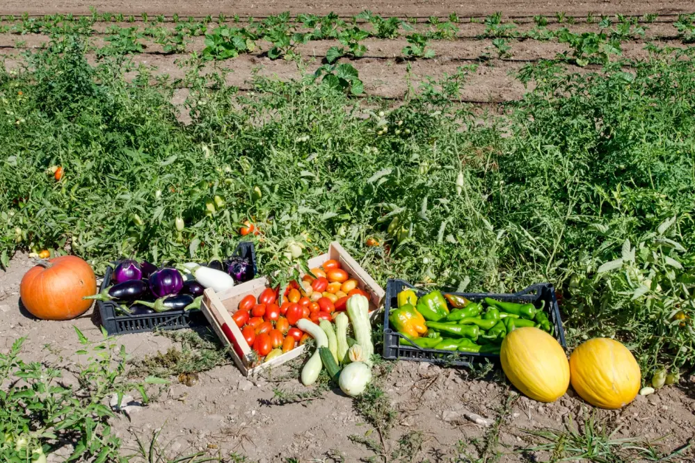 Agricampeggio Malapezza, Melendugno, Apulia, Italy