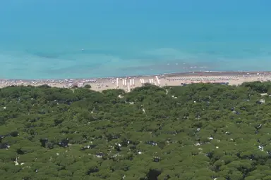 view of the pine forest and the Tuscan sea at Camping Belmare in Marina di Castagneto