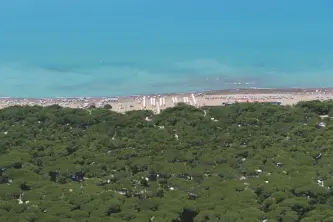 vista della pineta e del mare toscano al Camping Belmare a Marina di Castagneto