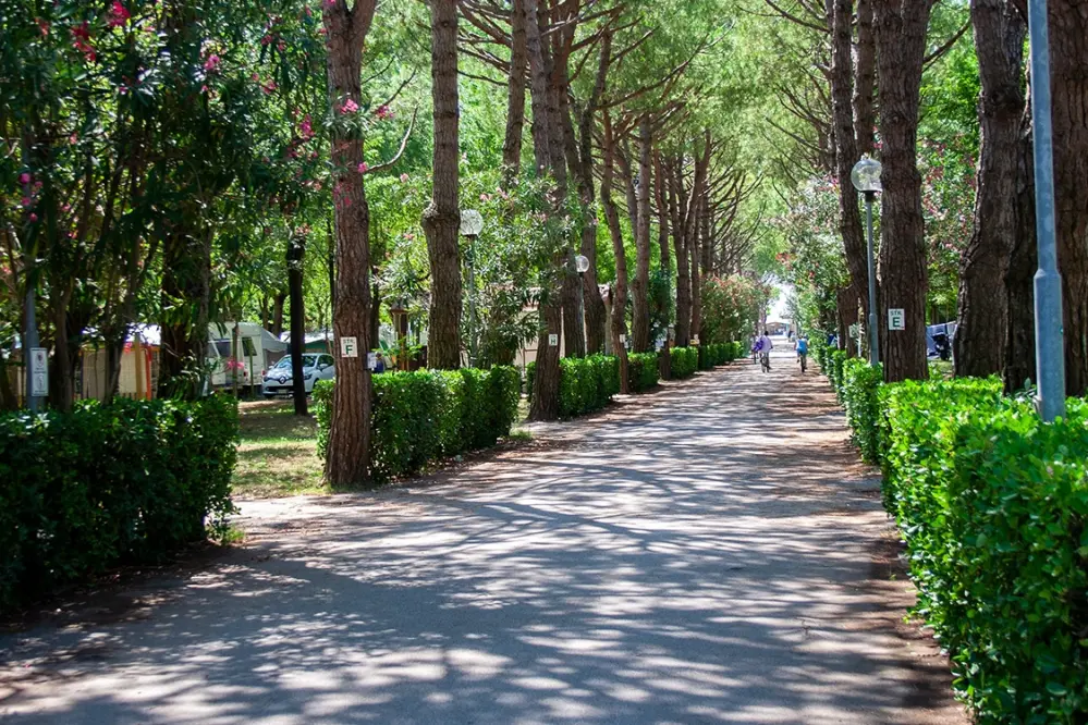 Percorso alberato all'interno del campeggio silva a jesolo