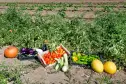 Agricampeggio Malapezza, Melendugno, Apulië, Italië