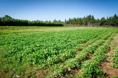 Agricampeggio Malapezza, Melendugno, Apulië, Italië
