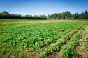 Agricampeggio Malapezza, Melendugno, Apulië, Italië